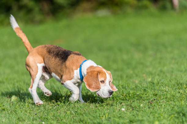 Small, Easy Ways to be a Better Pup Parent in 2022