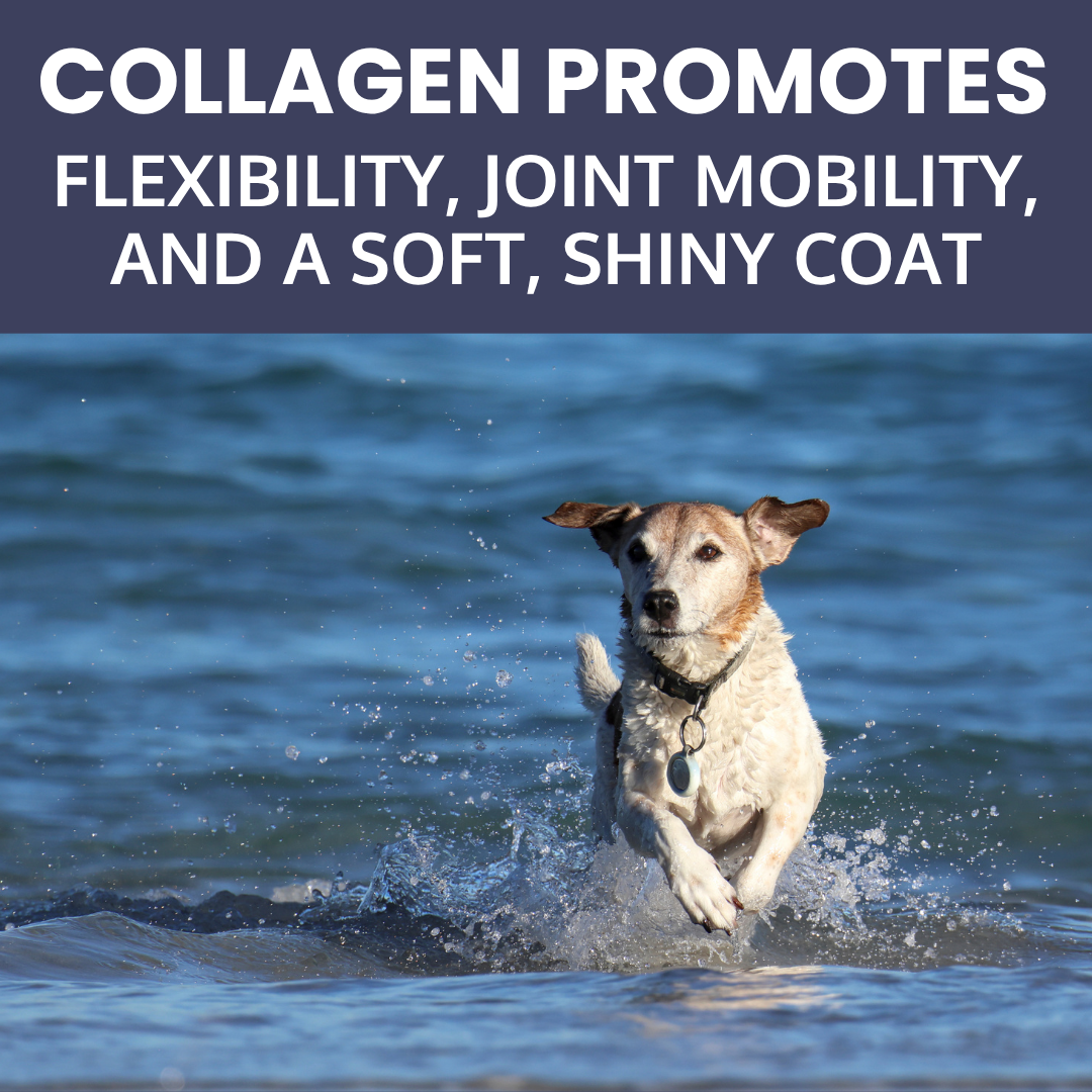 Collagen Braid Donut Dog Chew – Natural Long Lasting Treat, High Protein & Joint Support