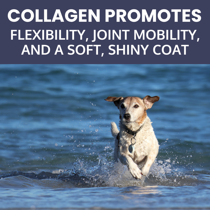 Collagen Braid Donut Dog Chew – Natural Long Lasting Treat, High Protein & Joint Support
