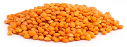 Lentil