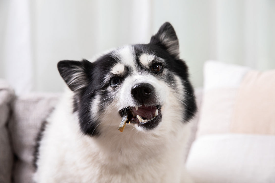Salmon Skin Dental Chews