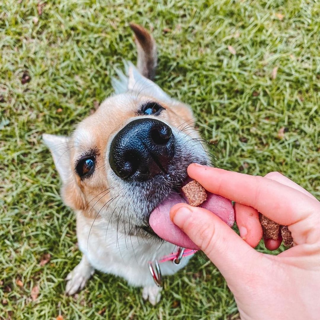 Elk & Venison Dog Treats