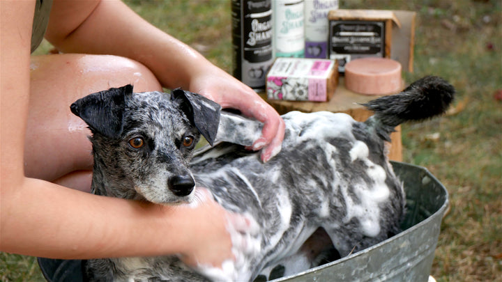 Project Sudz Organic Shampoo Bar